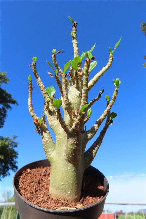 Adenium Baobab