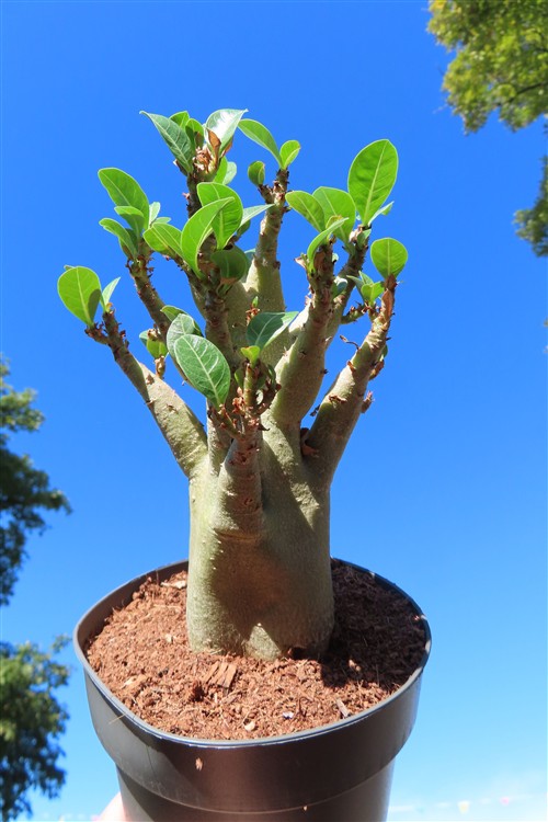 Adenium Baobab