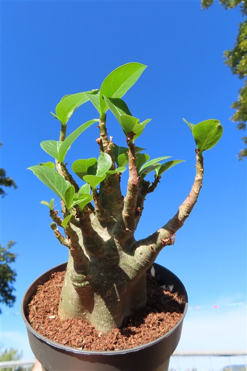 Adenium Baobab