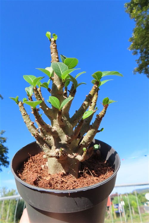 Adenium Baobab
