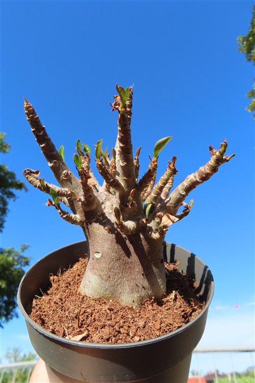 Adenium Baobab