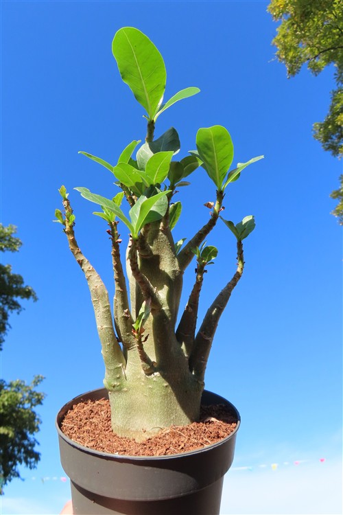 Adenium Baobab