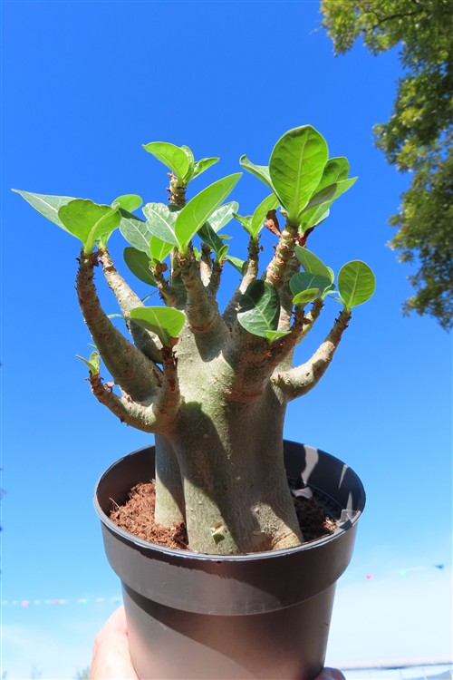 Adenium Baobab