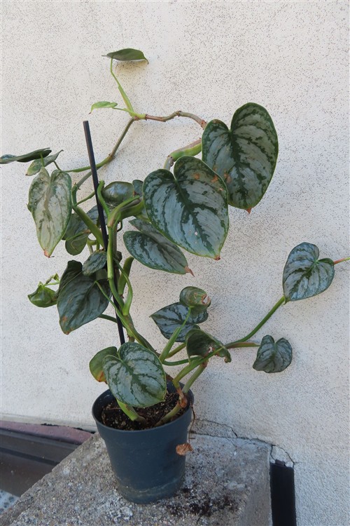 Philodendron brandtianum