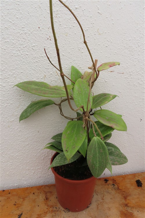 Hoya wibergiae