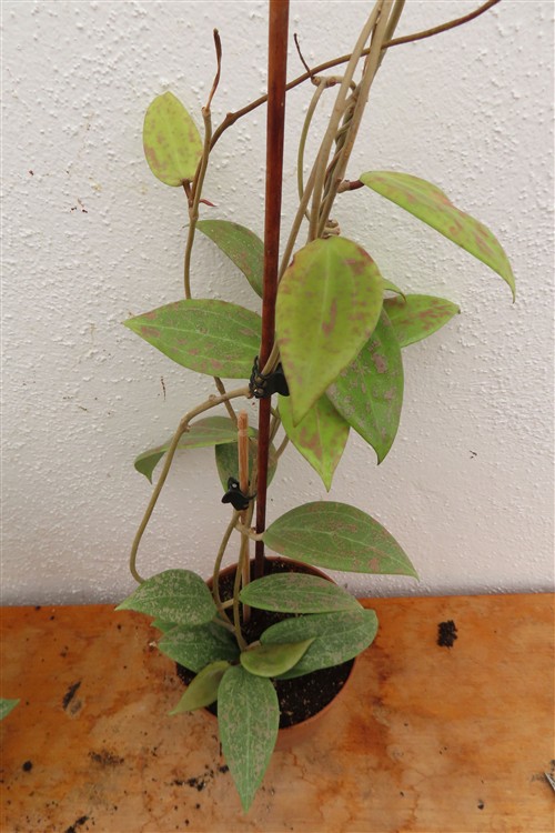 Hoya wibergiae