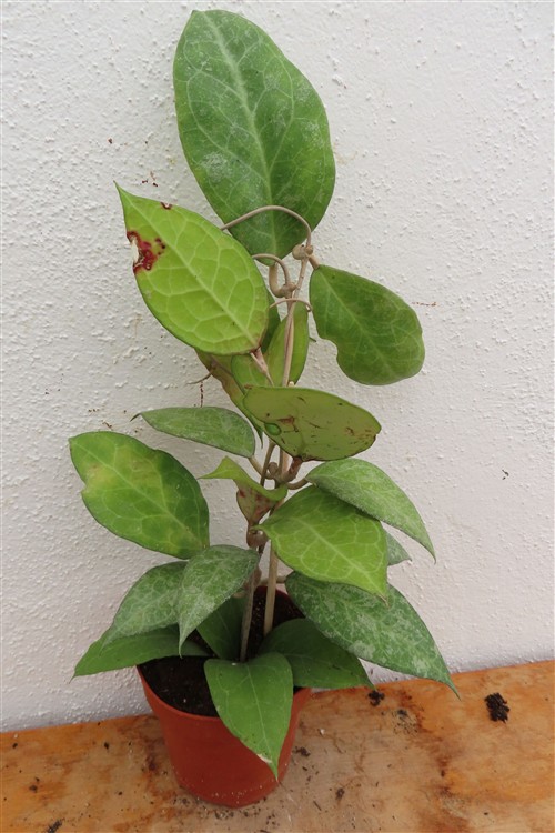 Hoya verticillata Wayang Splash