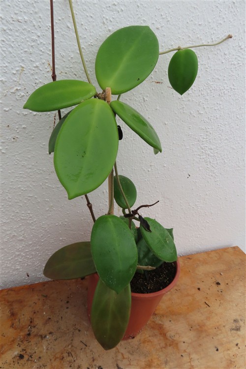 Hoya vangviengiensis