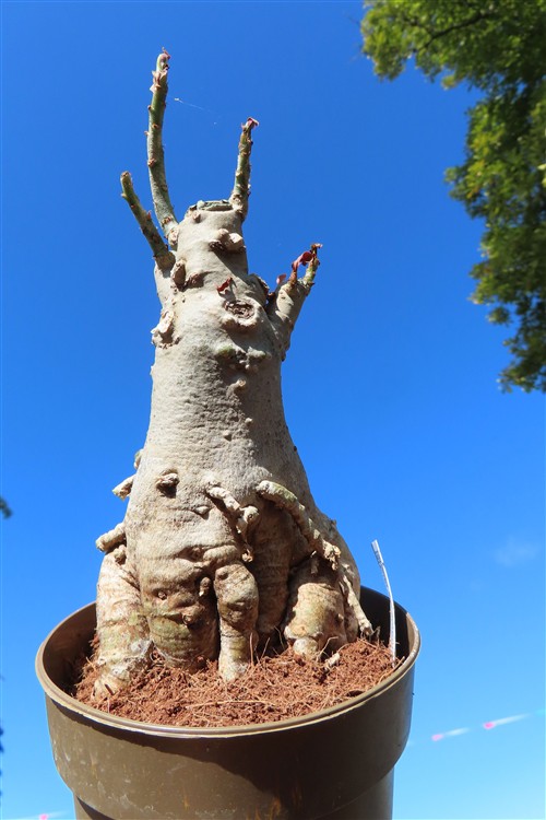 Adenium arabicum