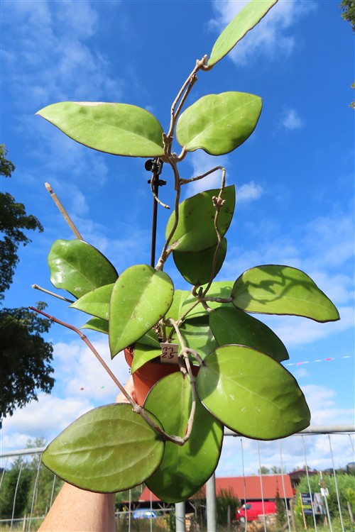 Hoya sp. Malang