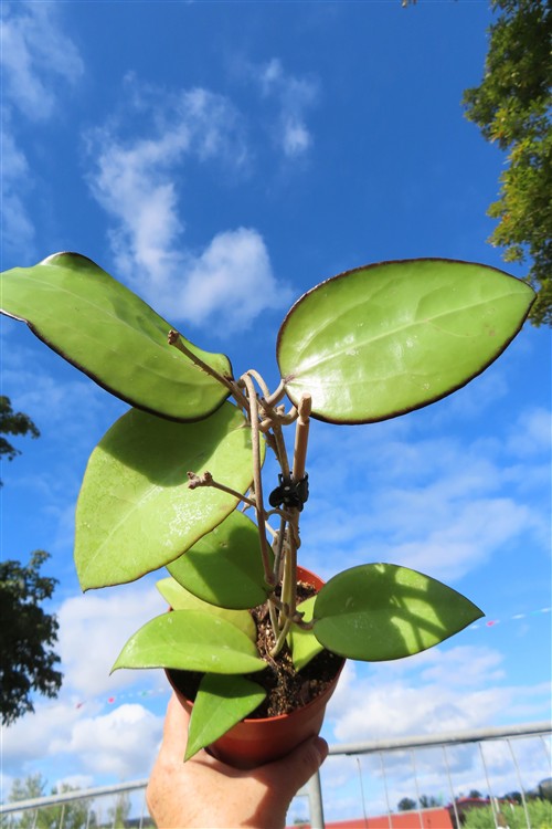 Hoya sp. Malang