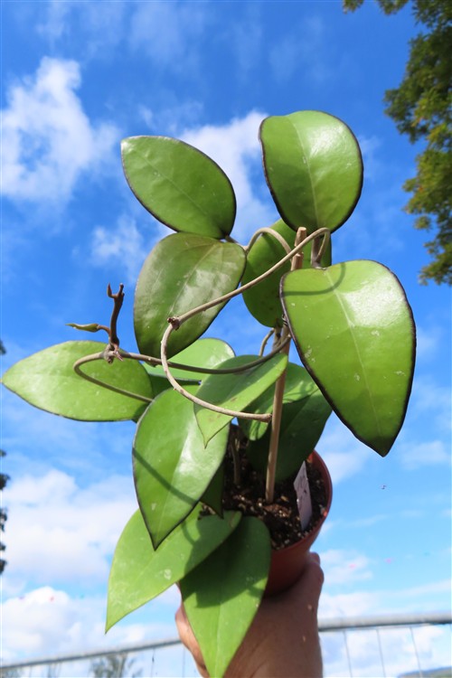 Hoya sp. Malang