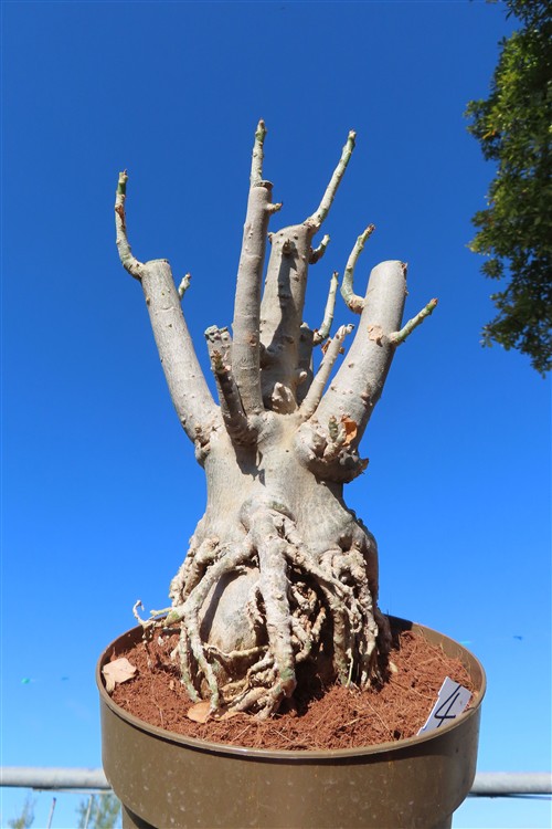 Adenium arabicum