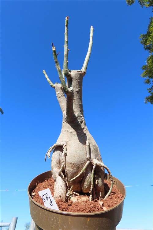 Adenium arabicum