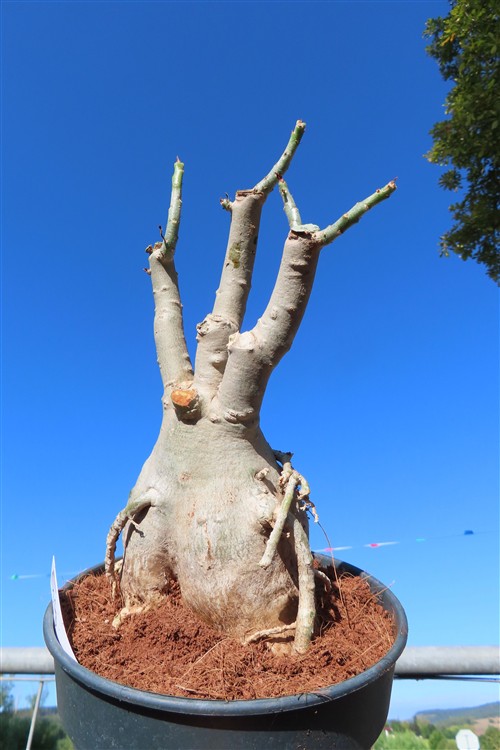Adenium arabicum