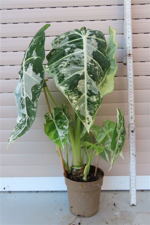 Alocasia frydek variegata