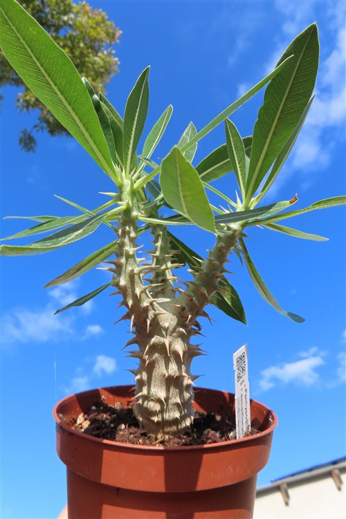 Pachypodium densiflorum