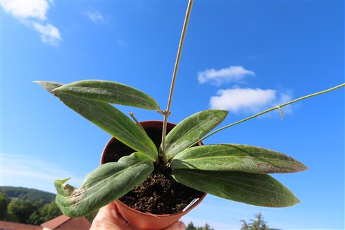 Hoya soligamiana