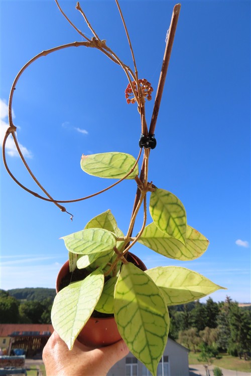 Hoya callistophylla