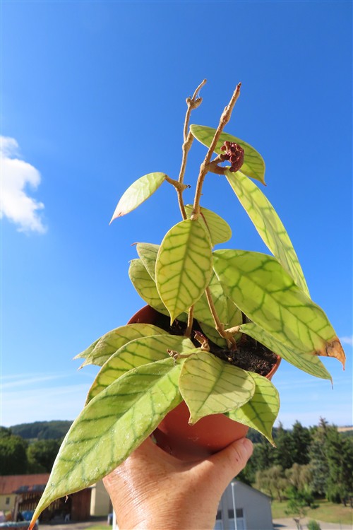 Hoya callistophylla