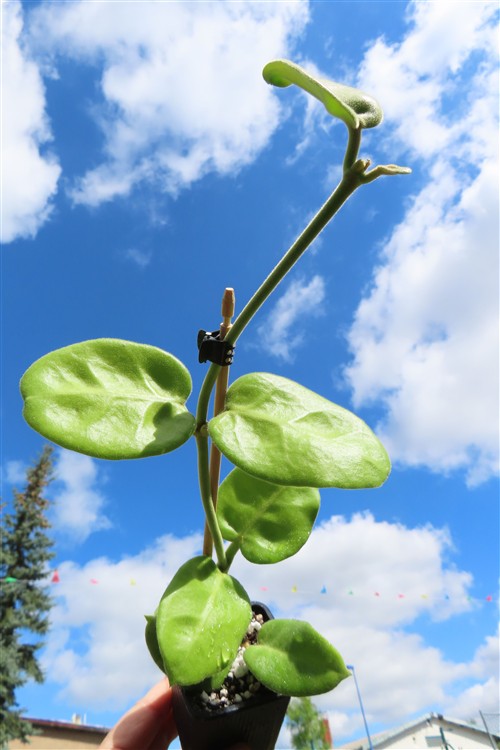 Hoya calycina stargazer