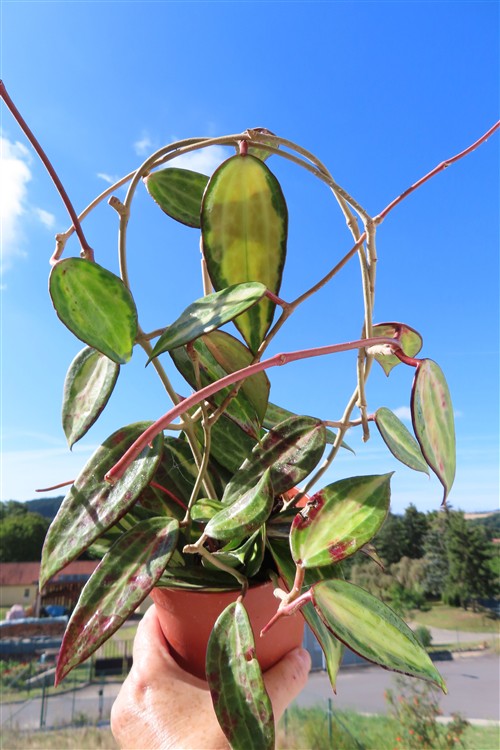Hoya macrophylla pot of gold