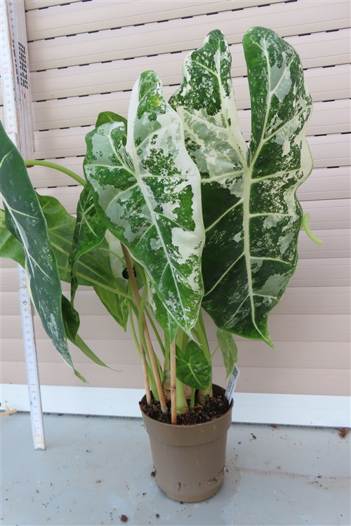 Alocasia frydek variegata