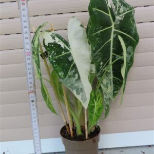 Alocasia frydek variegata