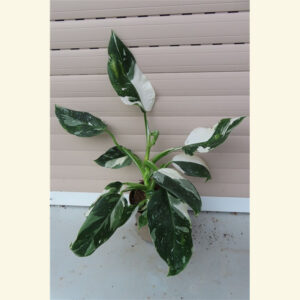 Philodendron White Princess