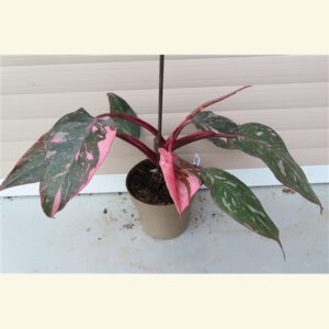 Philodendron Pink Princess