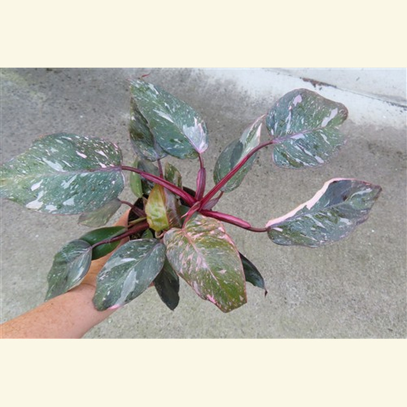 Philodendron Pink Marble