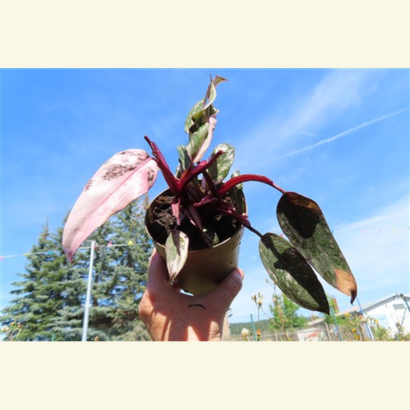 Philodendron Pink Marble