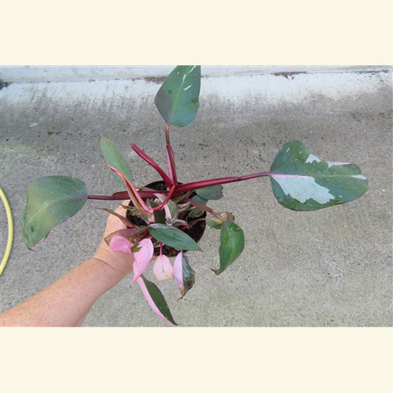 Philodendron Pink Marble