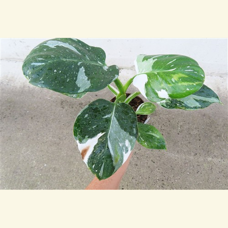 Philodendron White Princess