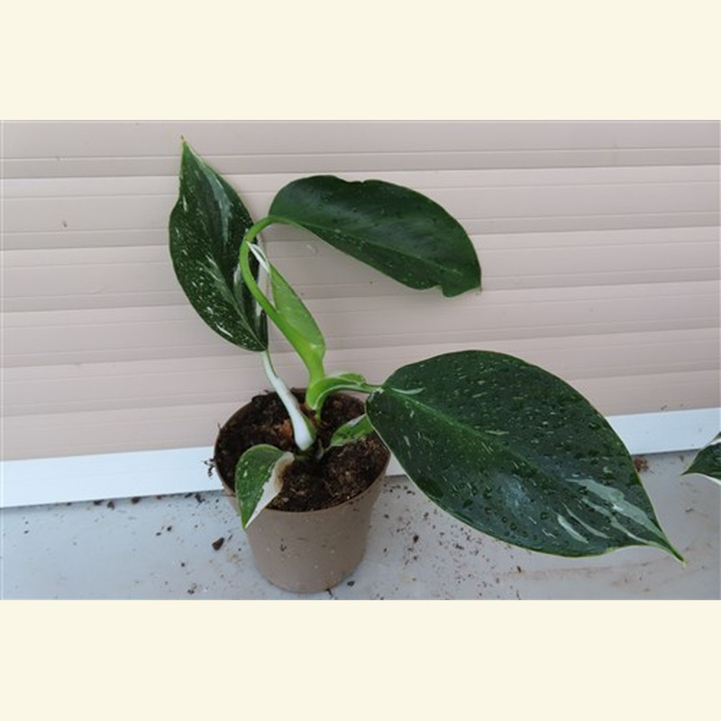 Philodendron White Princess