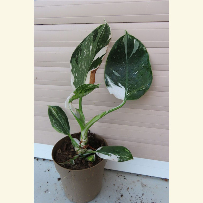 Philodendron White Princess