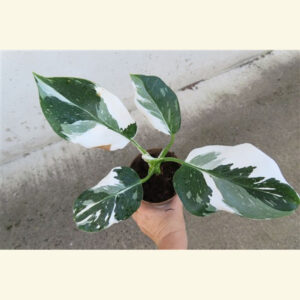 Philodendron White Princess