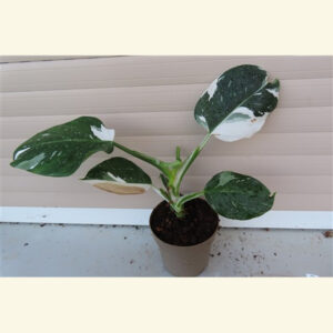 Philodendron White Princess