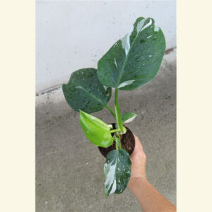 Philodendron White Princess