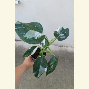 Philodendron White Princess