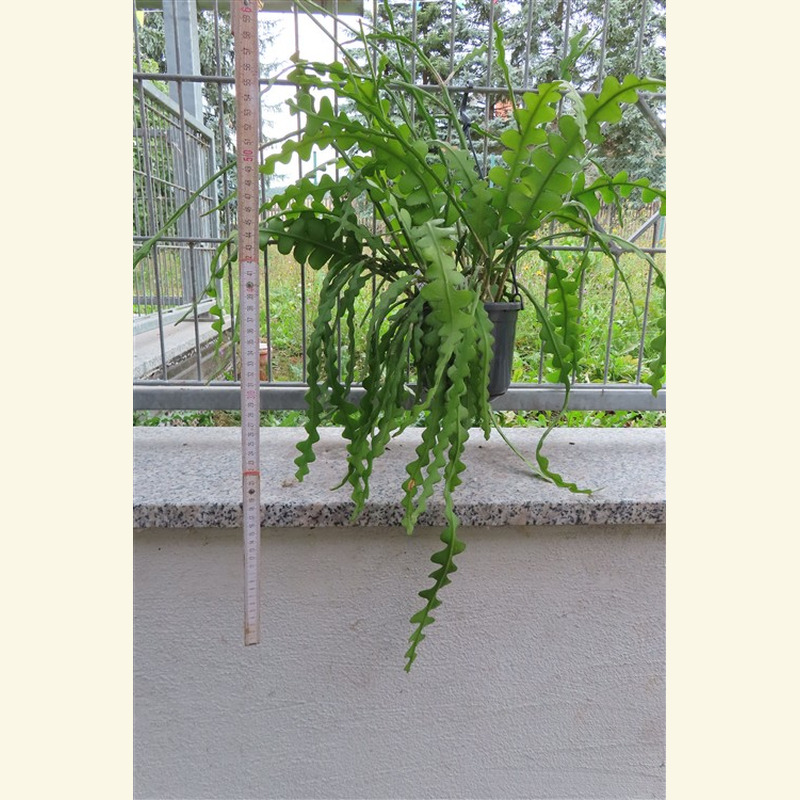 Epiphyllum anguliger