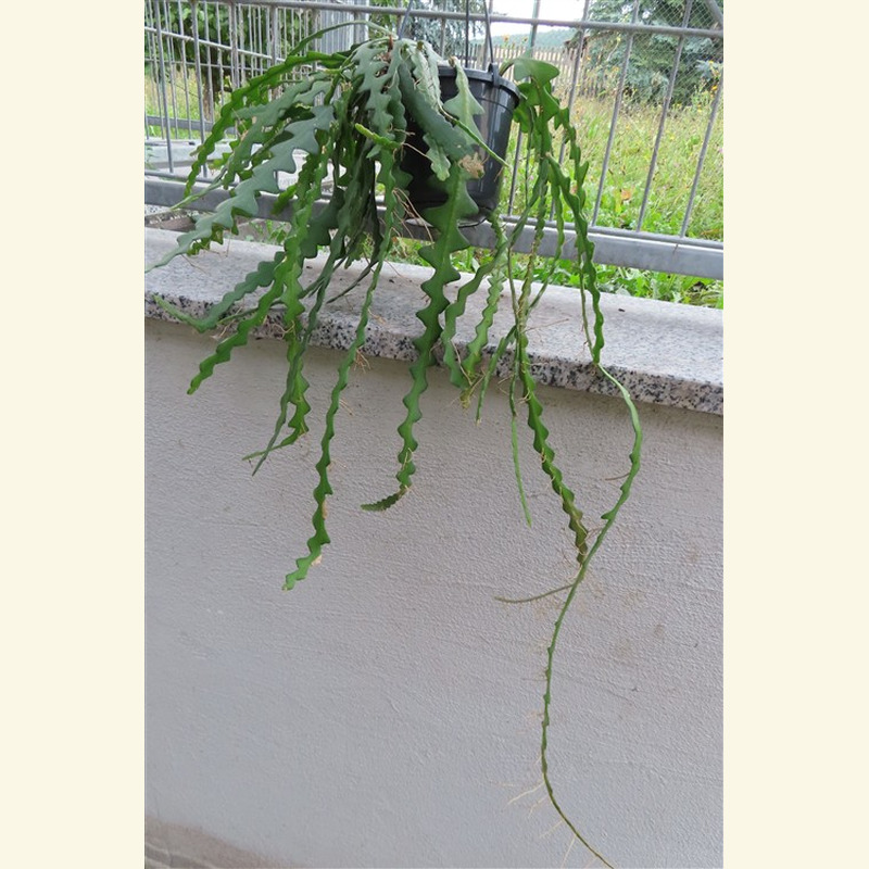 Cryptocereus anthonyanus