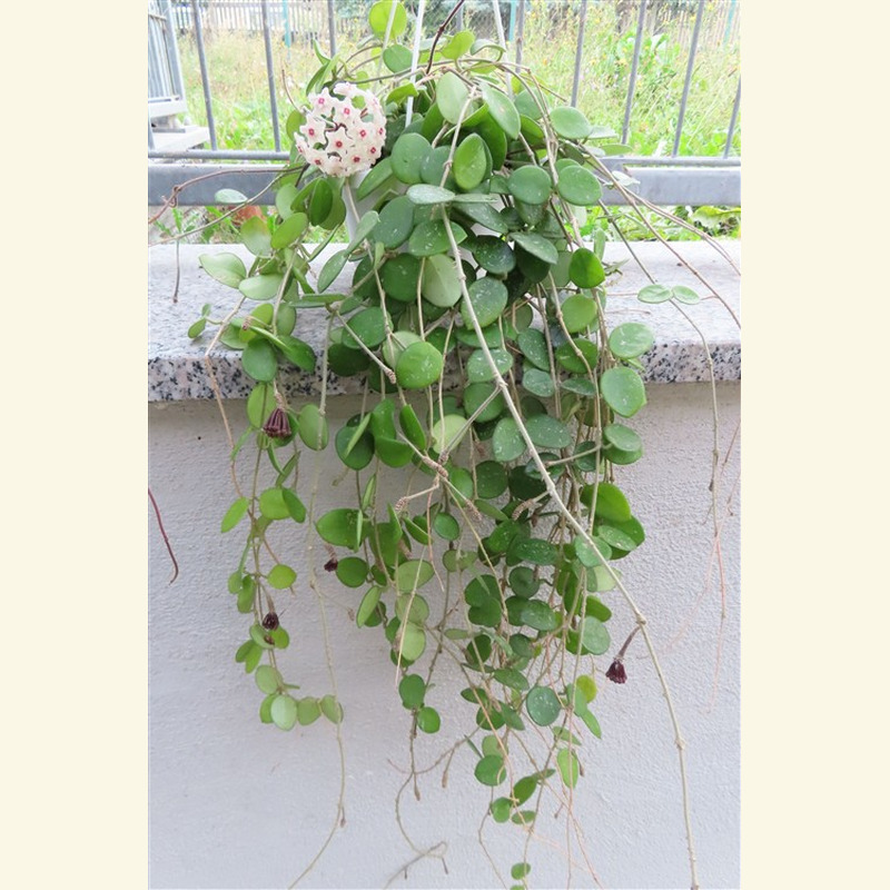 Hoya mathilde
