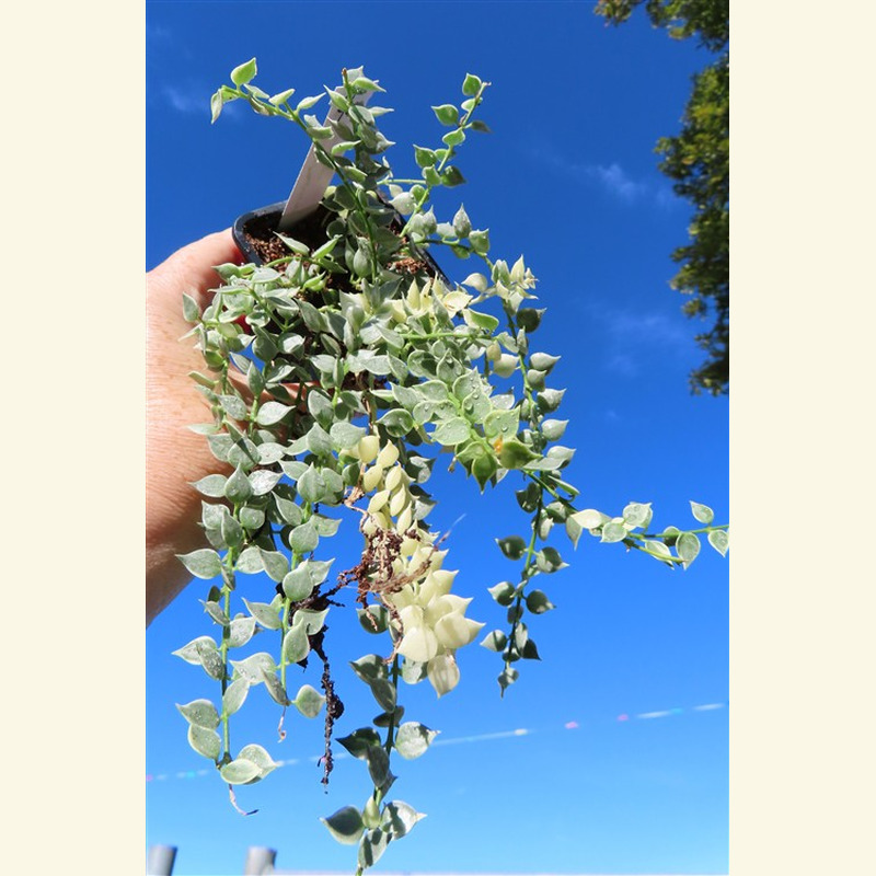 Dischidia ruscifolia variegata