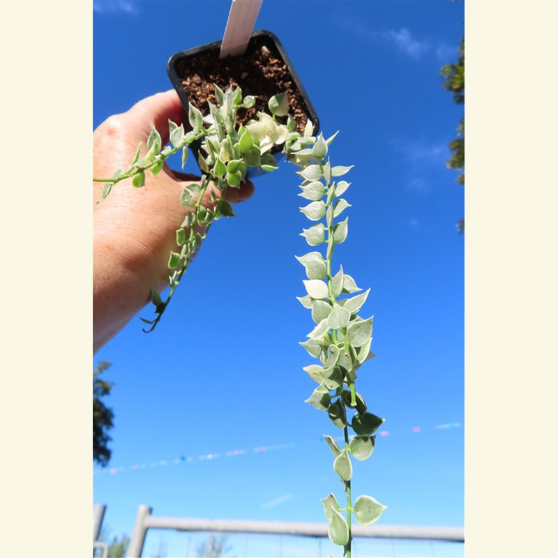 Dischidia ruscifolia variegata