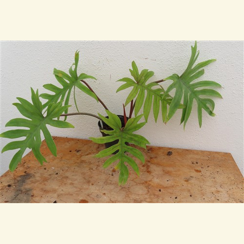 Philodendron Mayoi