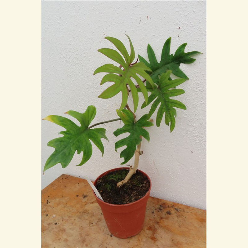 Philodendron Mayoi