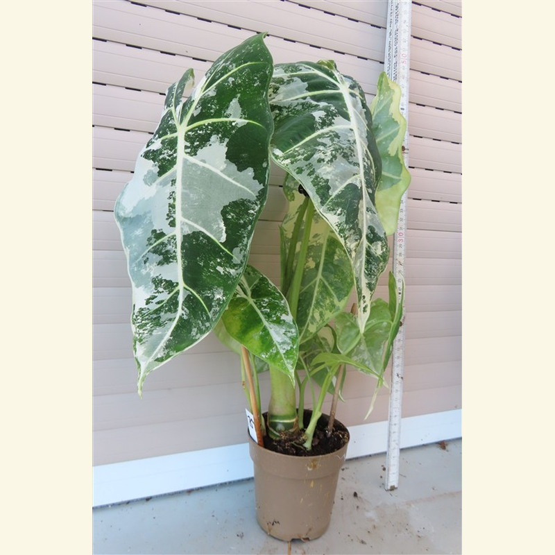 Alocasia frydek variegata