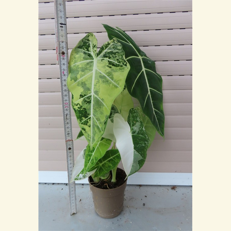 Alocasia frydek variegata