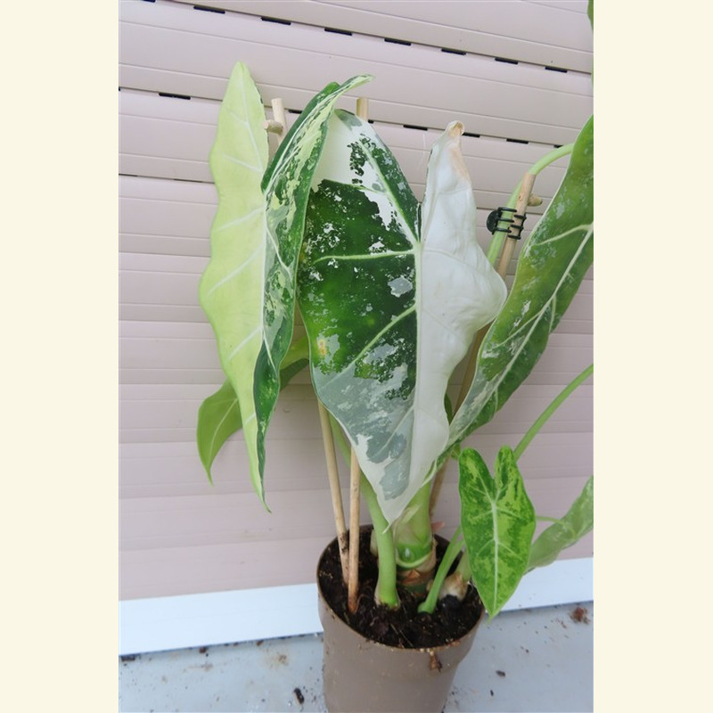 Alocasia frydek variegata